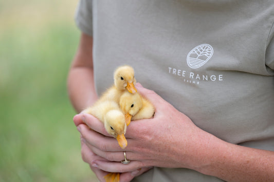 Pekin Duck, Duckling