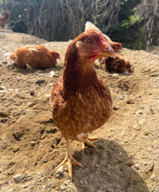 A Brown Shaver Pullet at Tree Range Farms, Alexandra. Enjoying Foraging, Free Ranging and Dust Bathing.