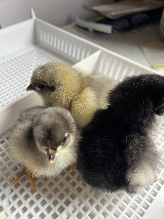 Orpington, Day Old Chick (Blue, Black, Splash)