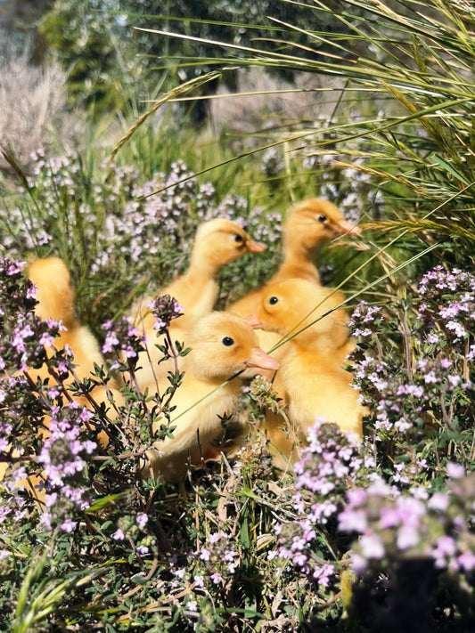 Pekin Duck, Duckling