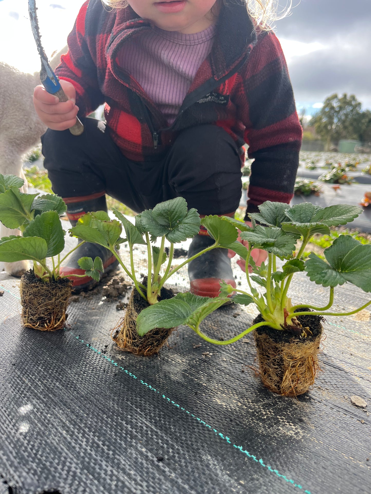 Albion Strawberry Plug Plant, 5th & 6th September