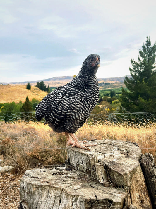 Barred Rock, Point of Lay Pullet