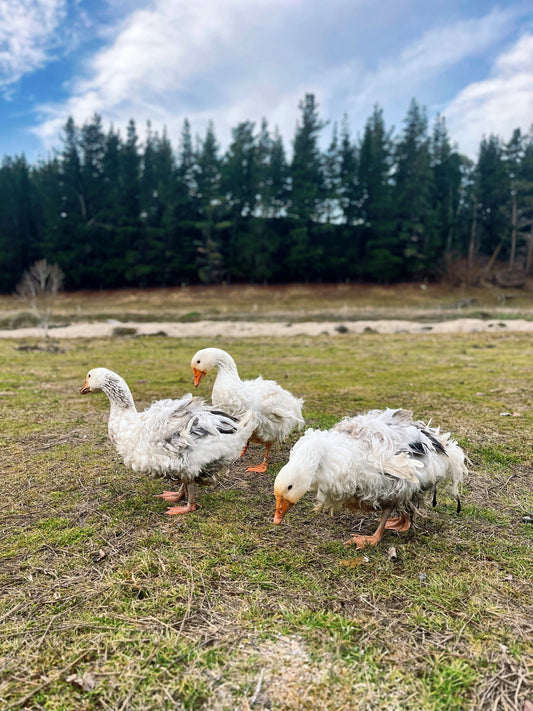 Sebastopol Geese, Gosling