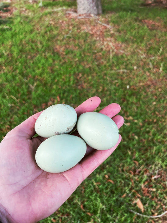 Lavender Araucana, Hatching Egg