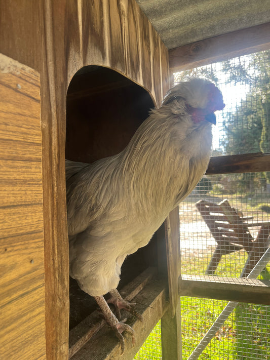 Lavender Araucana, Point of Lay Pullet