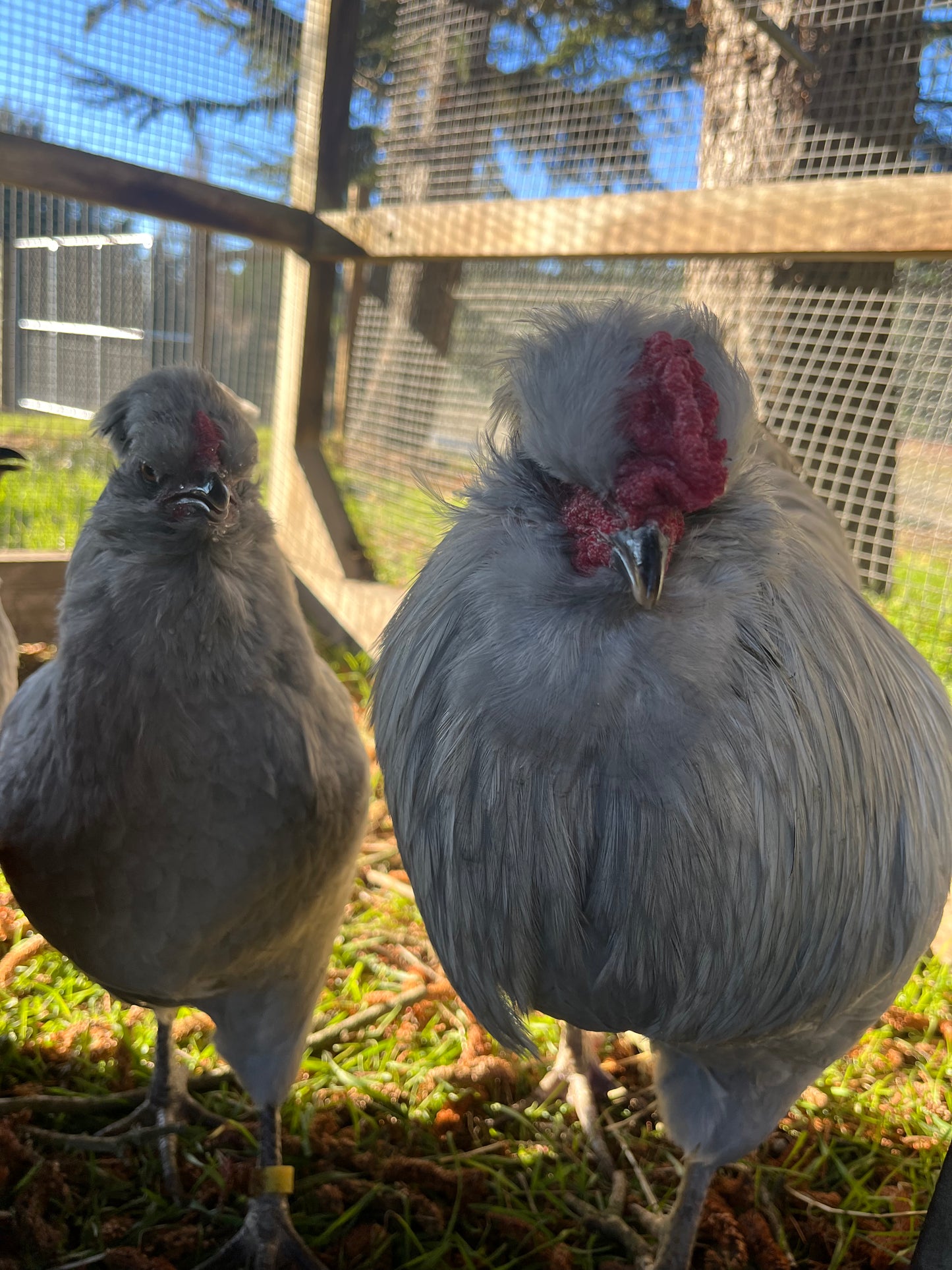 Lavender Araucana, Point of Lay Pullet