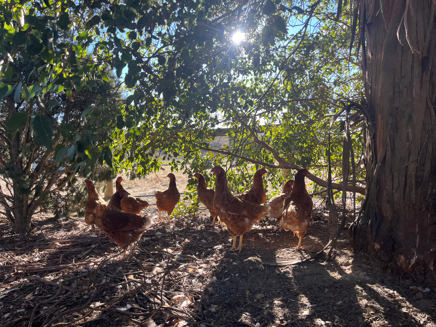 Free range Brown Shaver pullets roaming outdoors in their natural habitat, on a Central Otago Farm