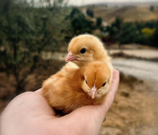 Two, day old Brown Shaver female chicks at Tree Range Farms, Alexandra, Central Otago