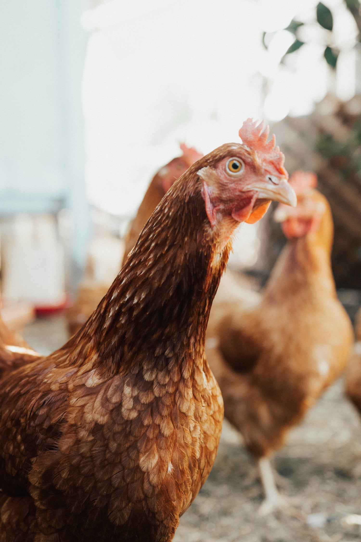Close-up of healthy Brown Shaver pullets showing comb development before laying