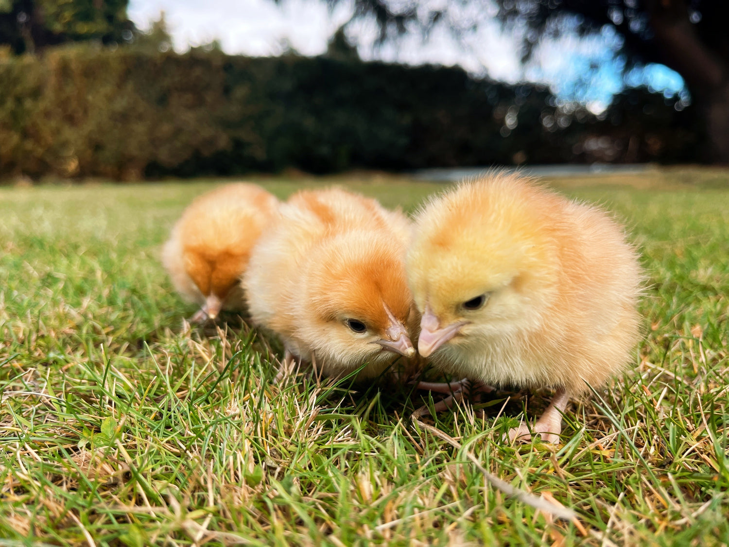 Three day old Brown Shaver chicks on a grassy field in Alexandra, Central Otago. Tree Range Poultry.