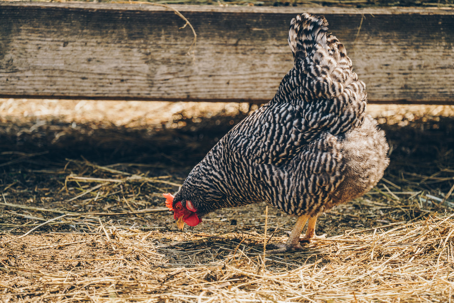 Barred Rock hen with black and white striped feathers standing in a sunny farmyard, a healthy laying hen producing fertile eggs
