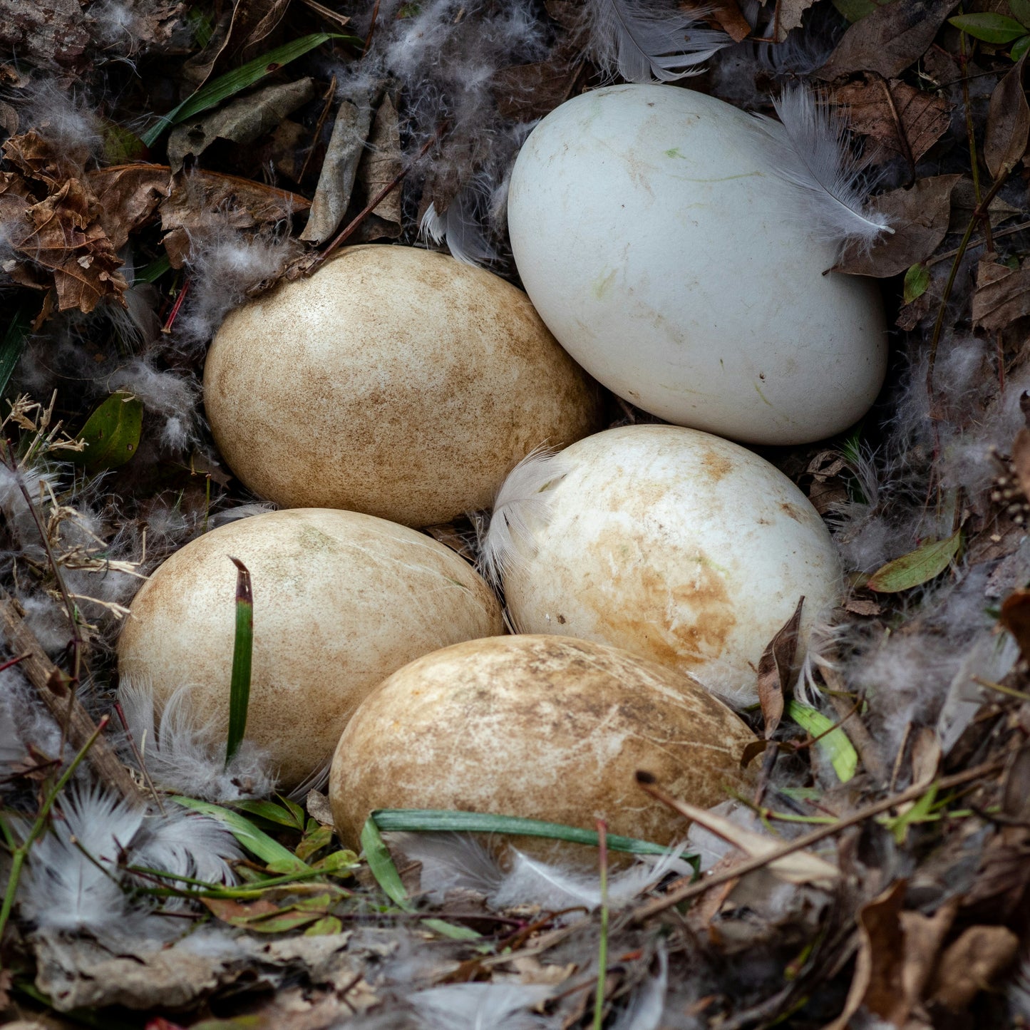 Sebastopol Geese, Hatching Egg