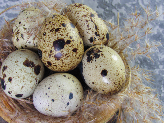 Japanese Quail, Hatching Egg