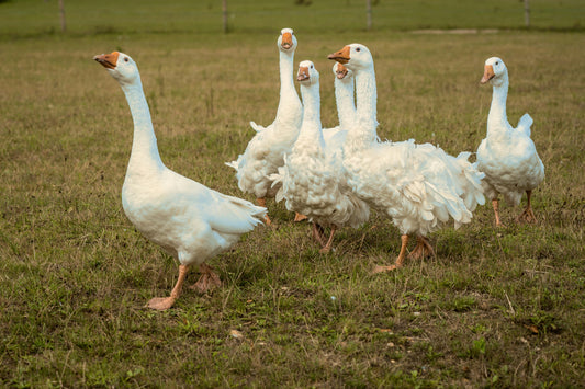 Sebastopol Geese, Hatching Egg