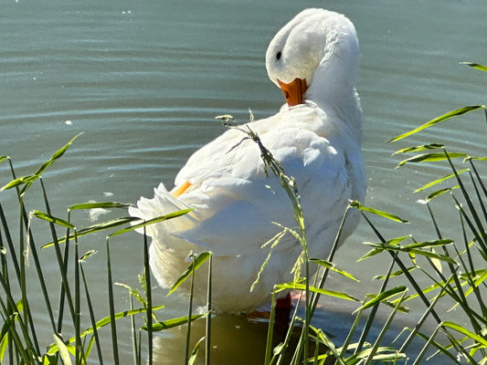 Pekin Duck, Hatching Egg