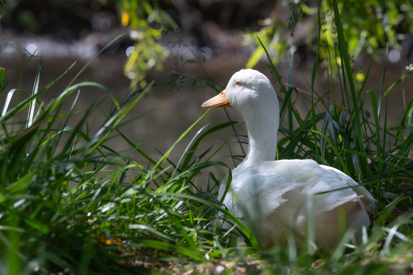 Pekin Duck, Breeding Trio