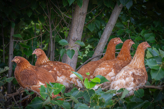 Brown Shaver, Point of Lay Pullet