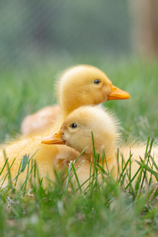 Pekin Duck, Duckling