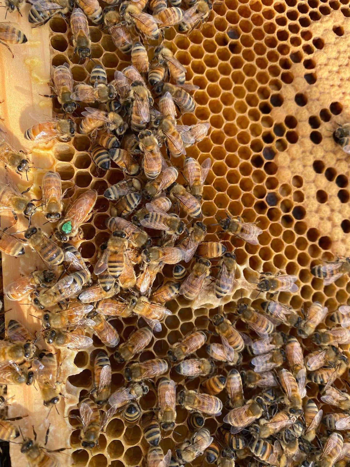 Mated Queens