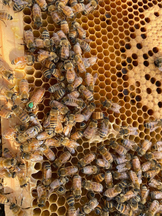 Mated Queens