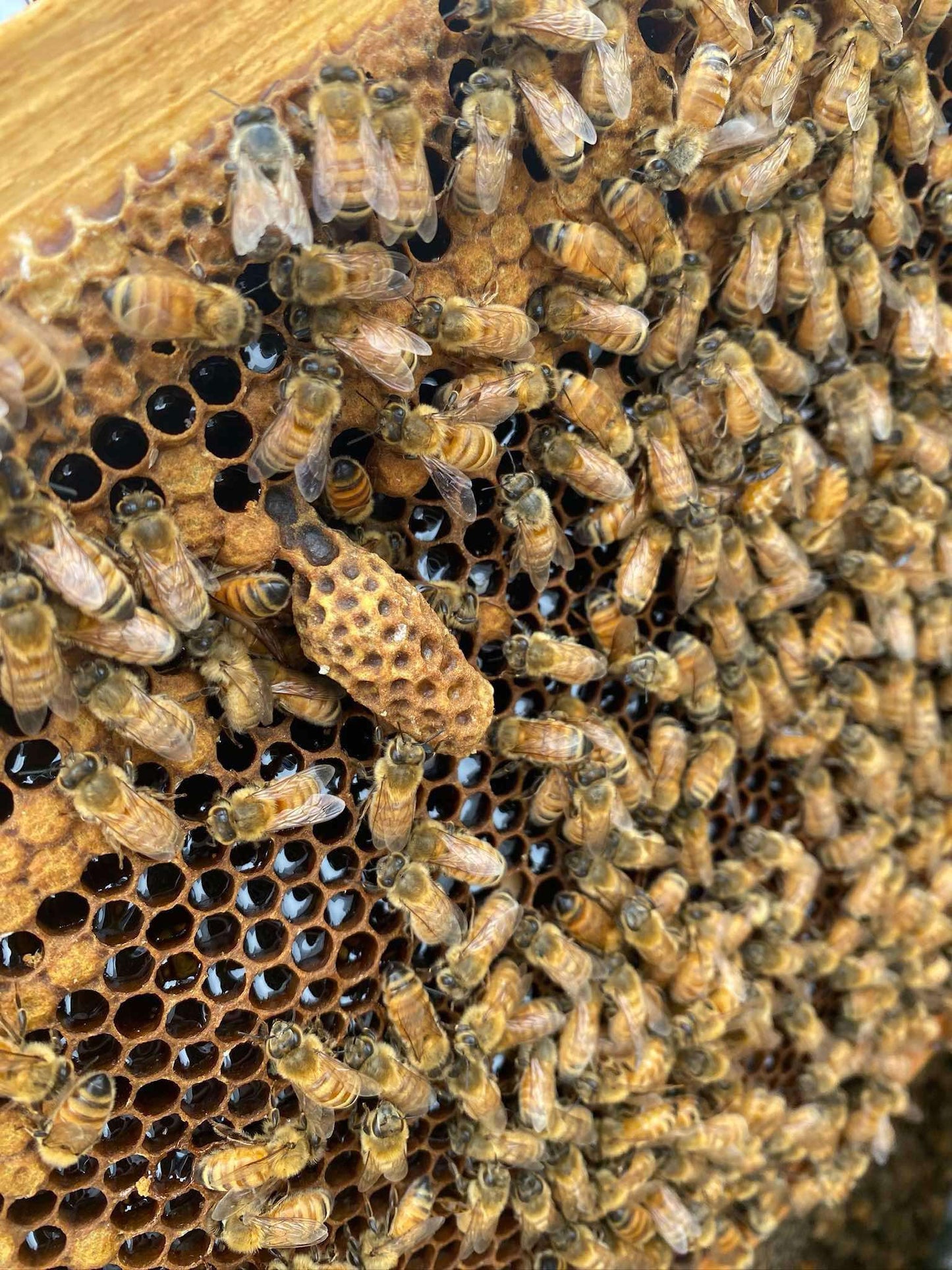 5 Frame Nuc of Bees