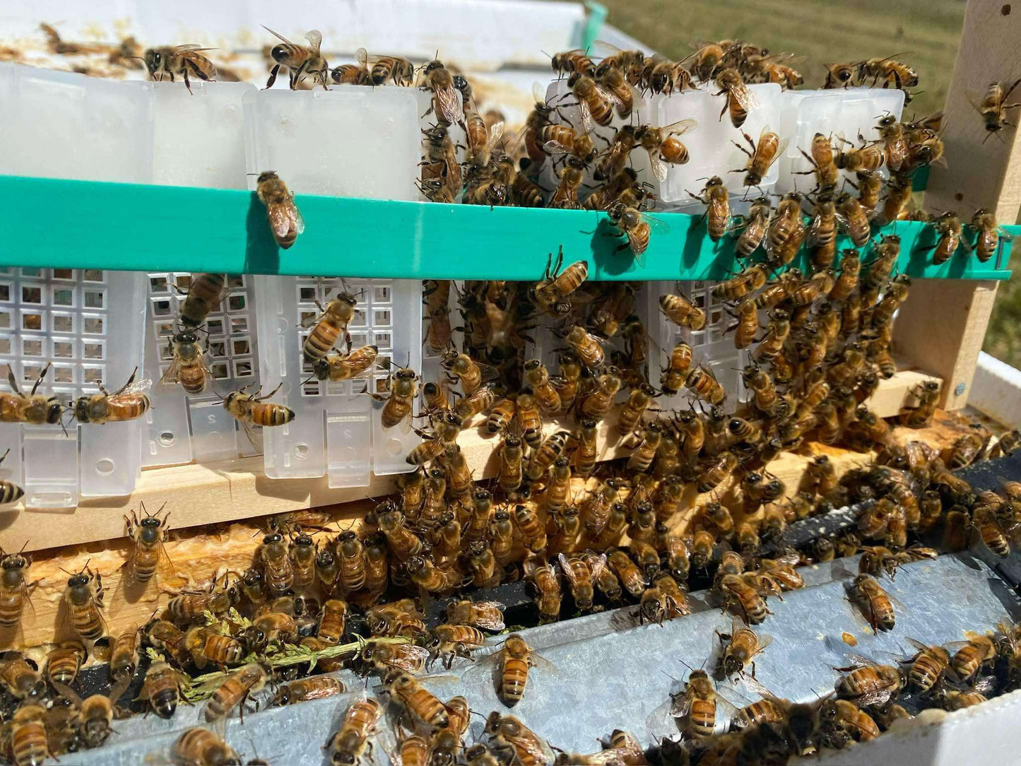 Mated Queens