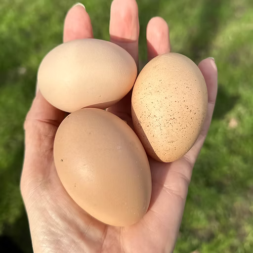 Barred Rock, Hatching Egg