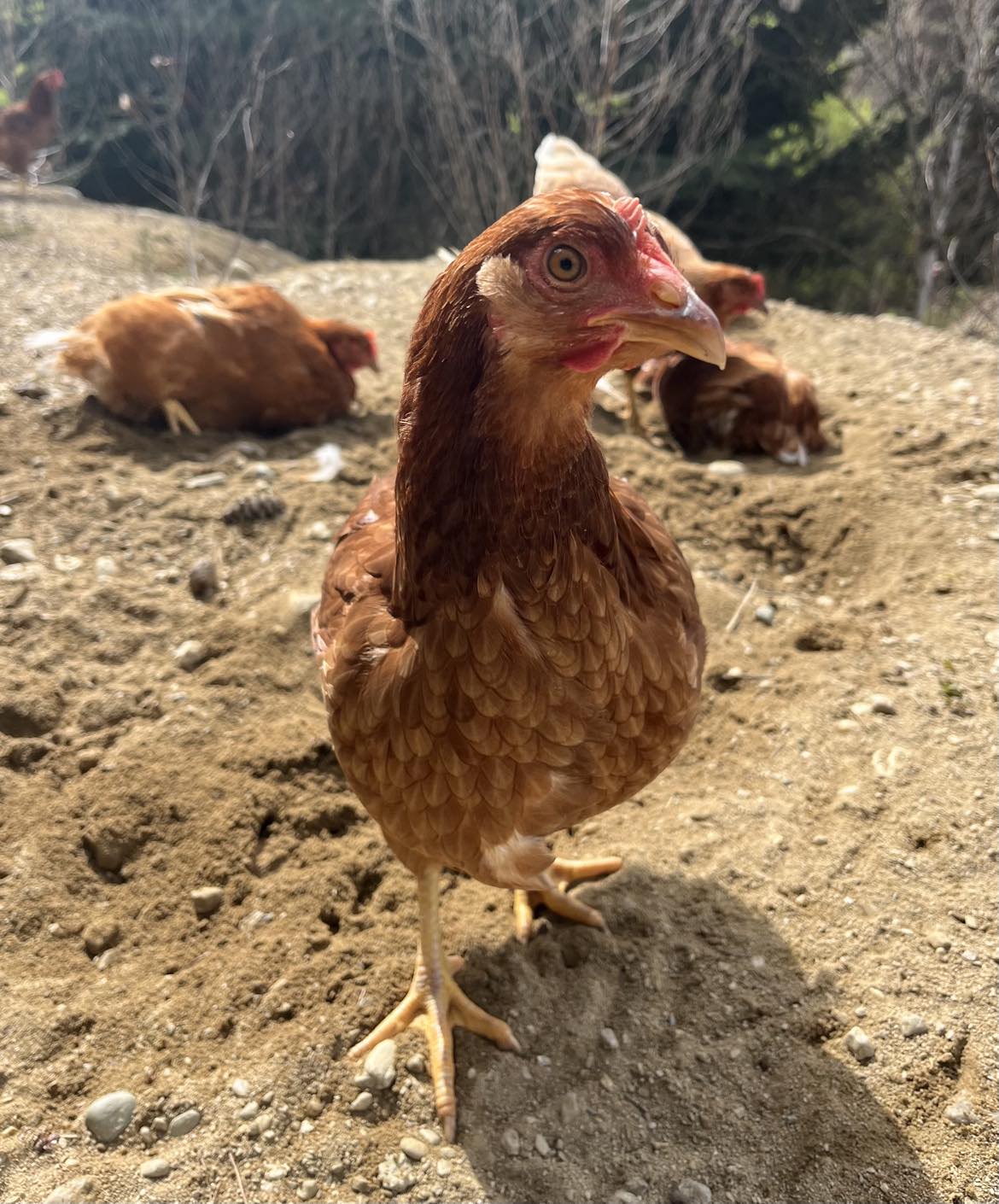 A Brown Shaver Pullet at Tree Range Farms, Alexandra. Enjoying Foraging, Free Ranging and Dust Bathing. 