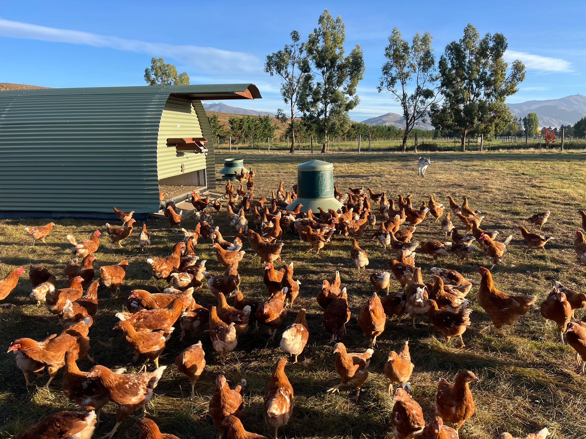Healthy Brown Shaver pullets nearly at point of lay, raised on pasture
