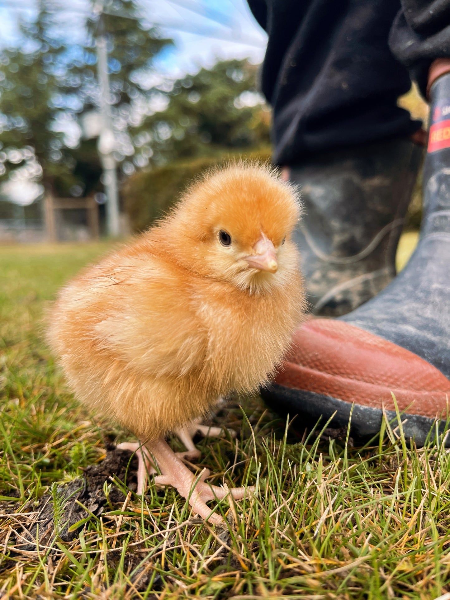 A very cute Brown Shaver female chick at Tree Range Farms, Alexandra 