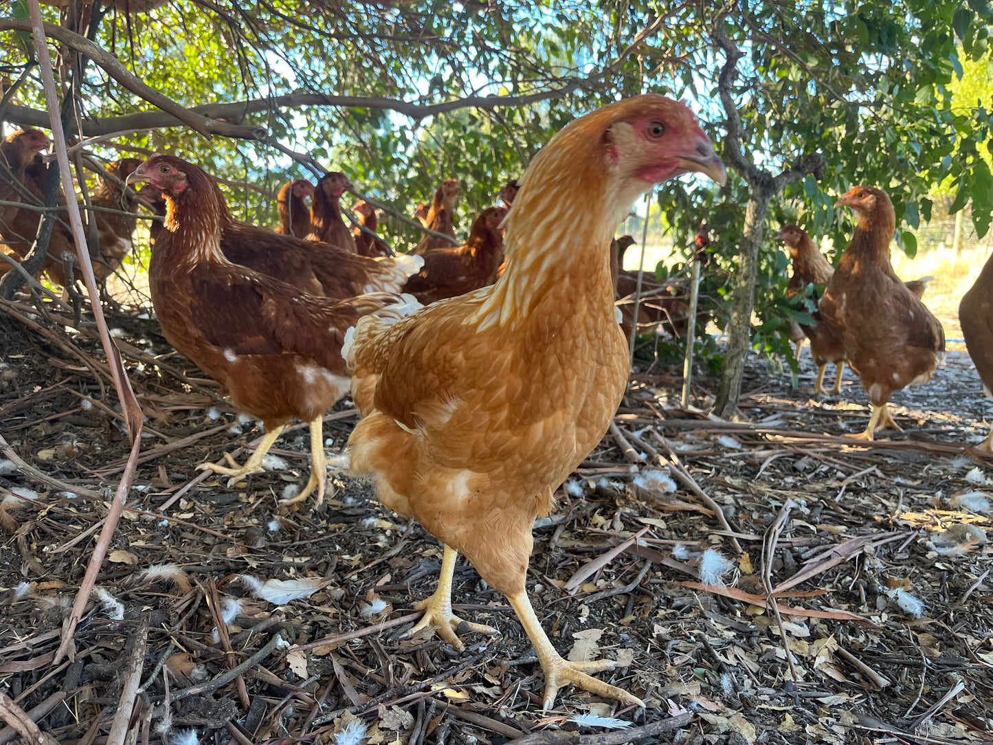 Young Brown Shaver pullets foraging on under trees at Tree Range Farms