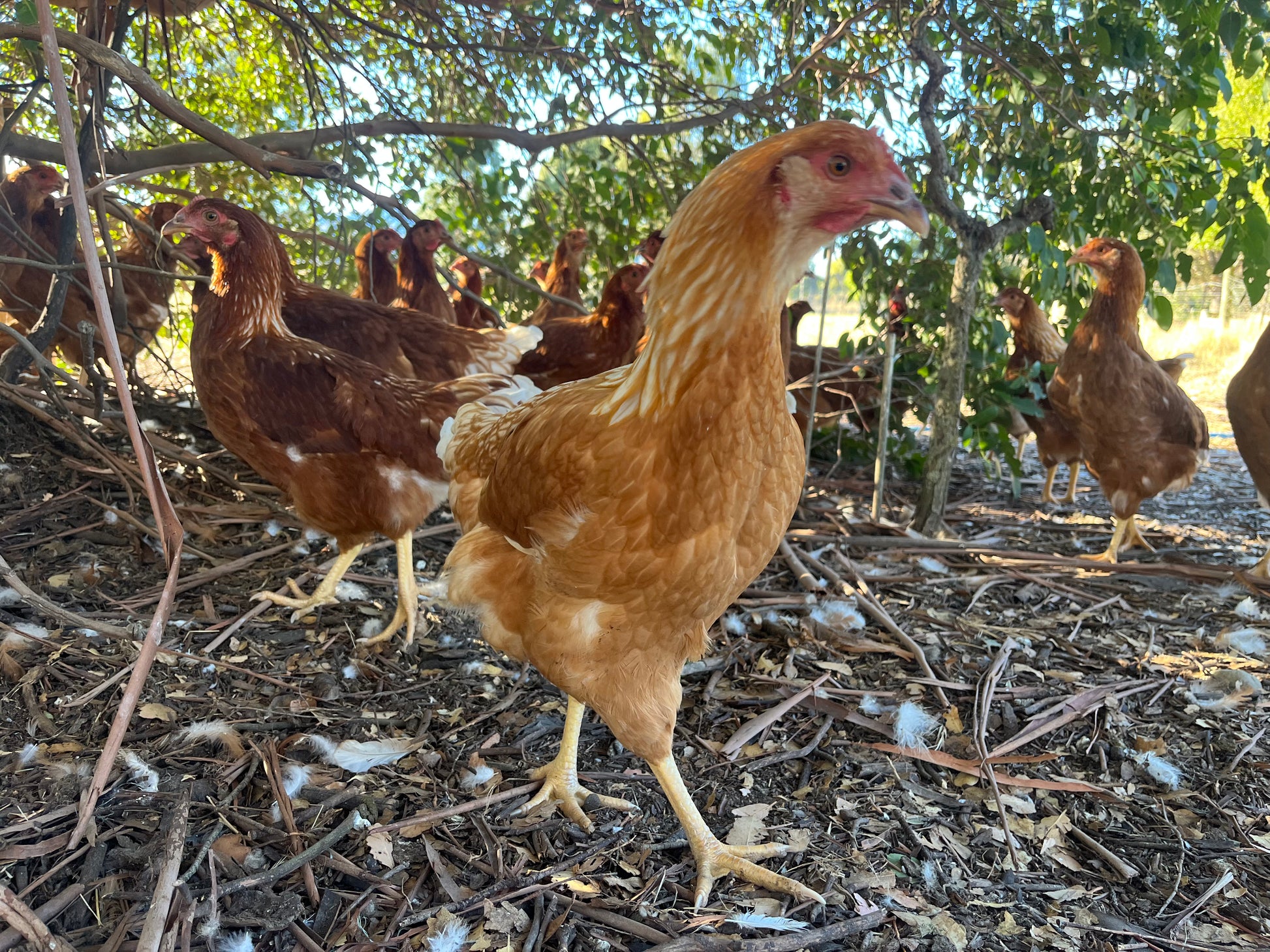 Young Brown Shaver pullets foraging on under trees at Tree Range Farms