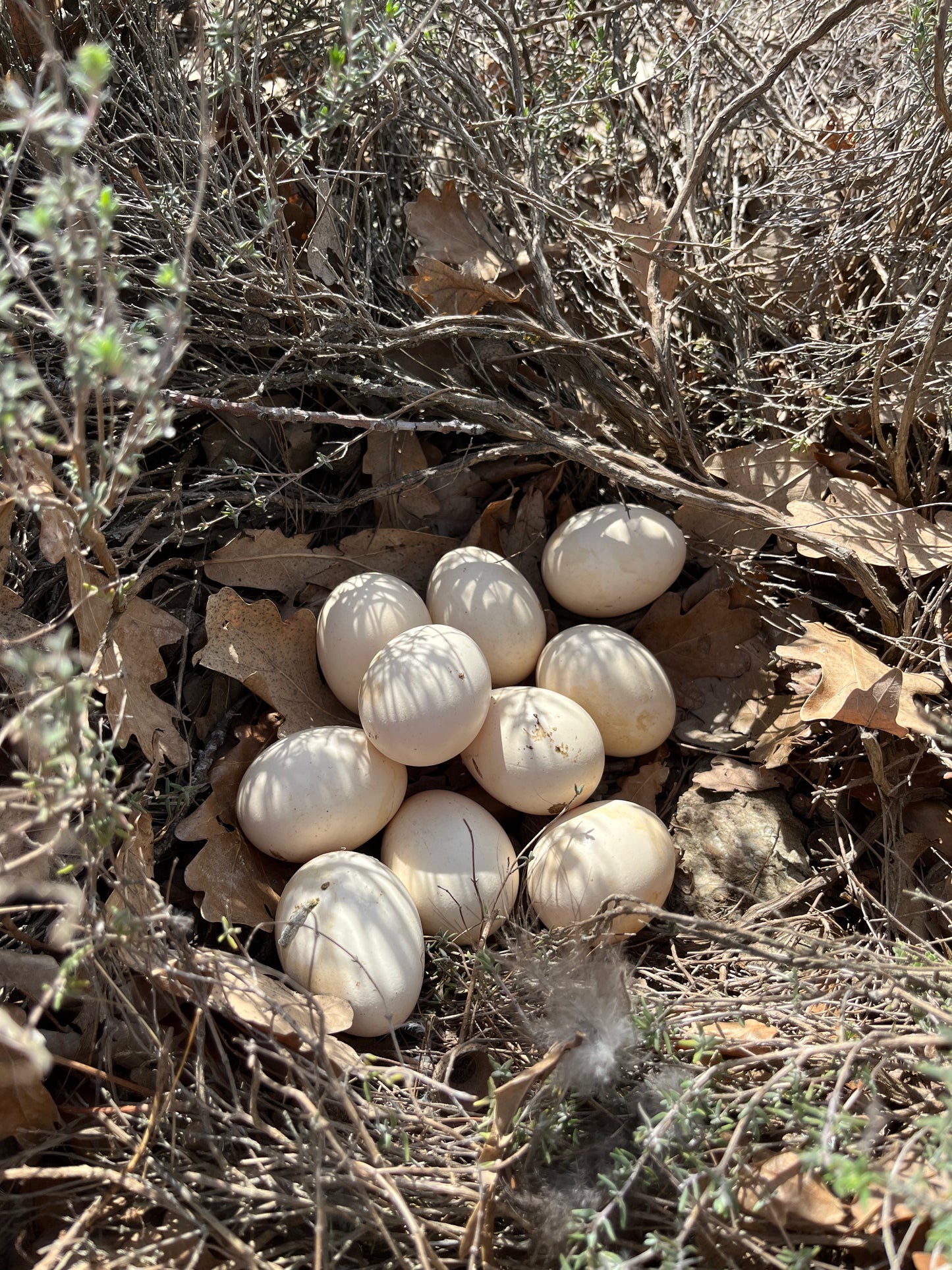 Pekin Duck, Hatching Egg