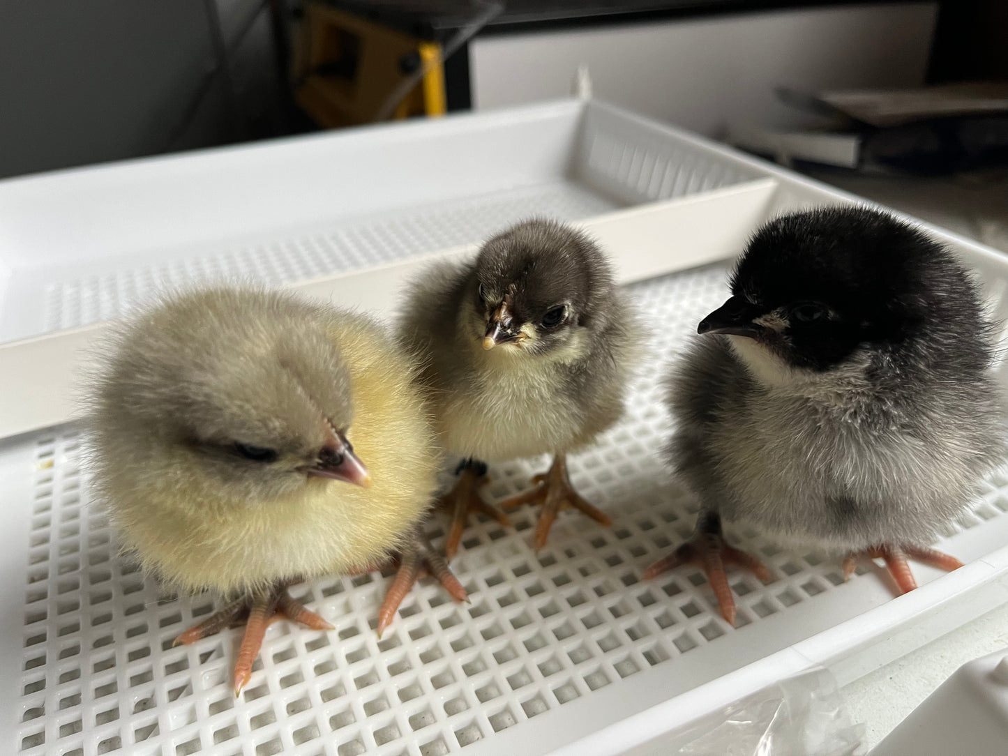 Orpington, Day Old Chick (Blue, Black, Splash)
