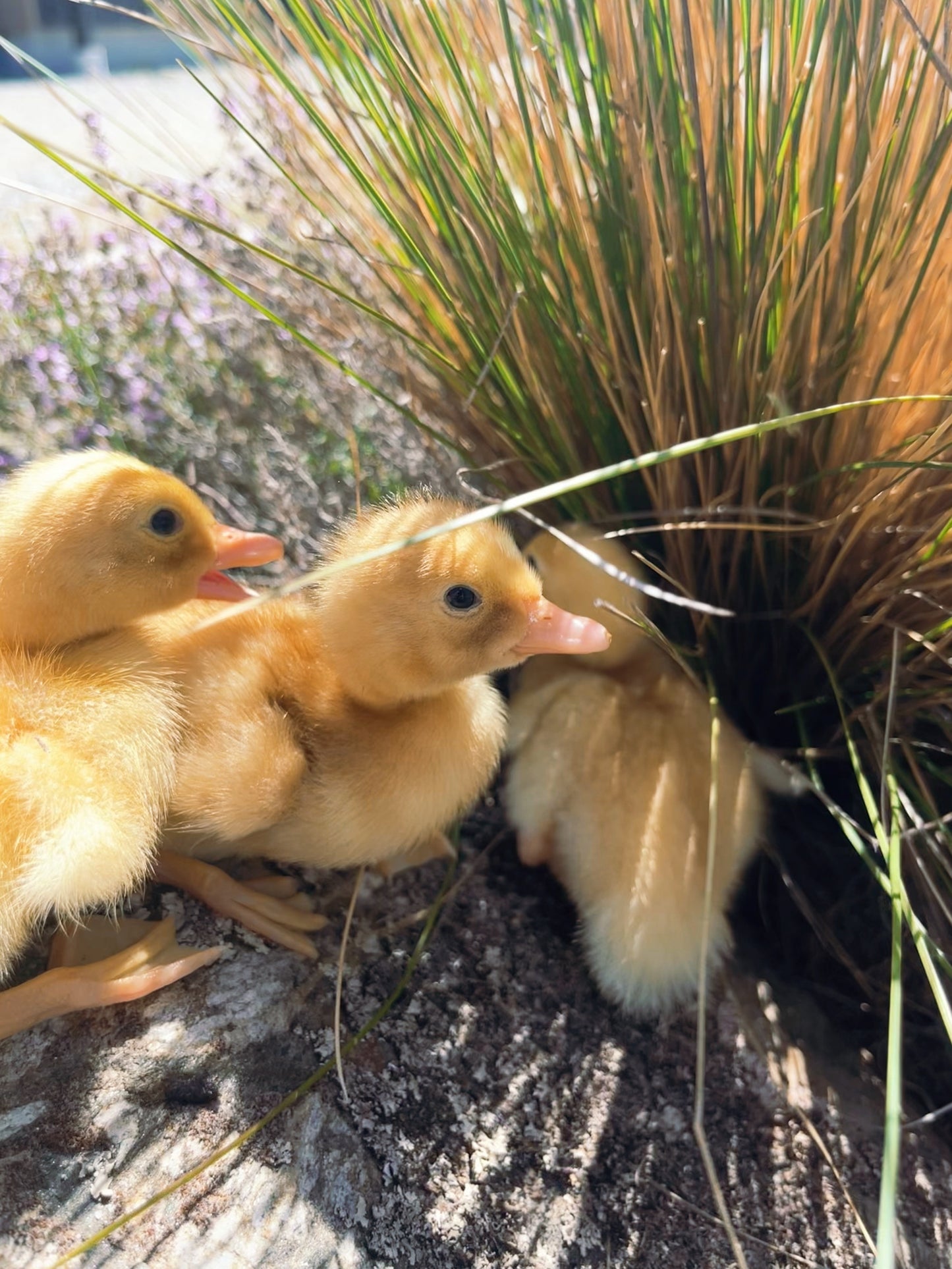 Pekin Duck, Duckling