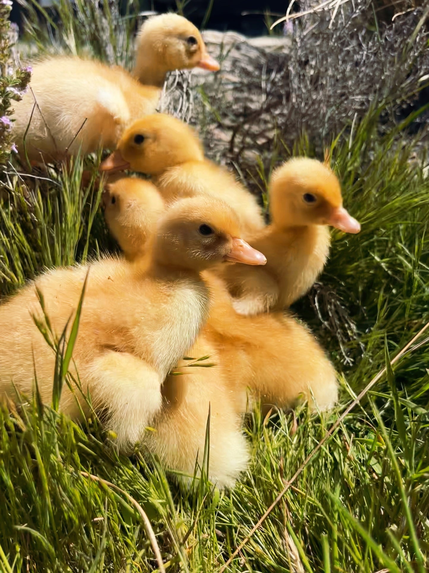 Pekin Duck, Duckling