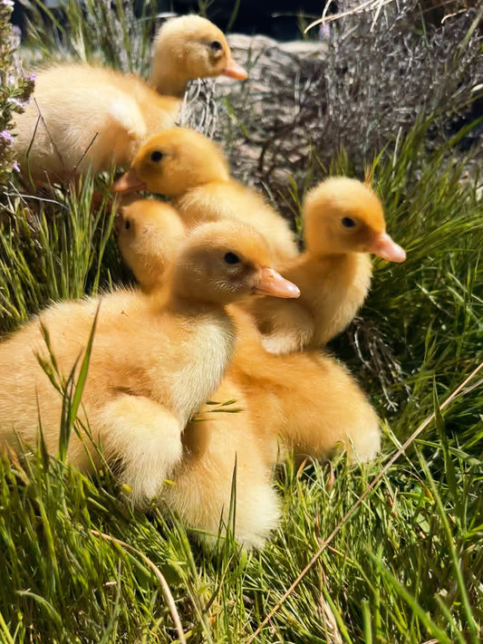 Pekin Duck, Duckling