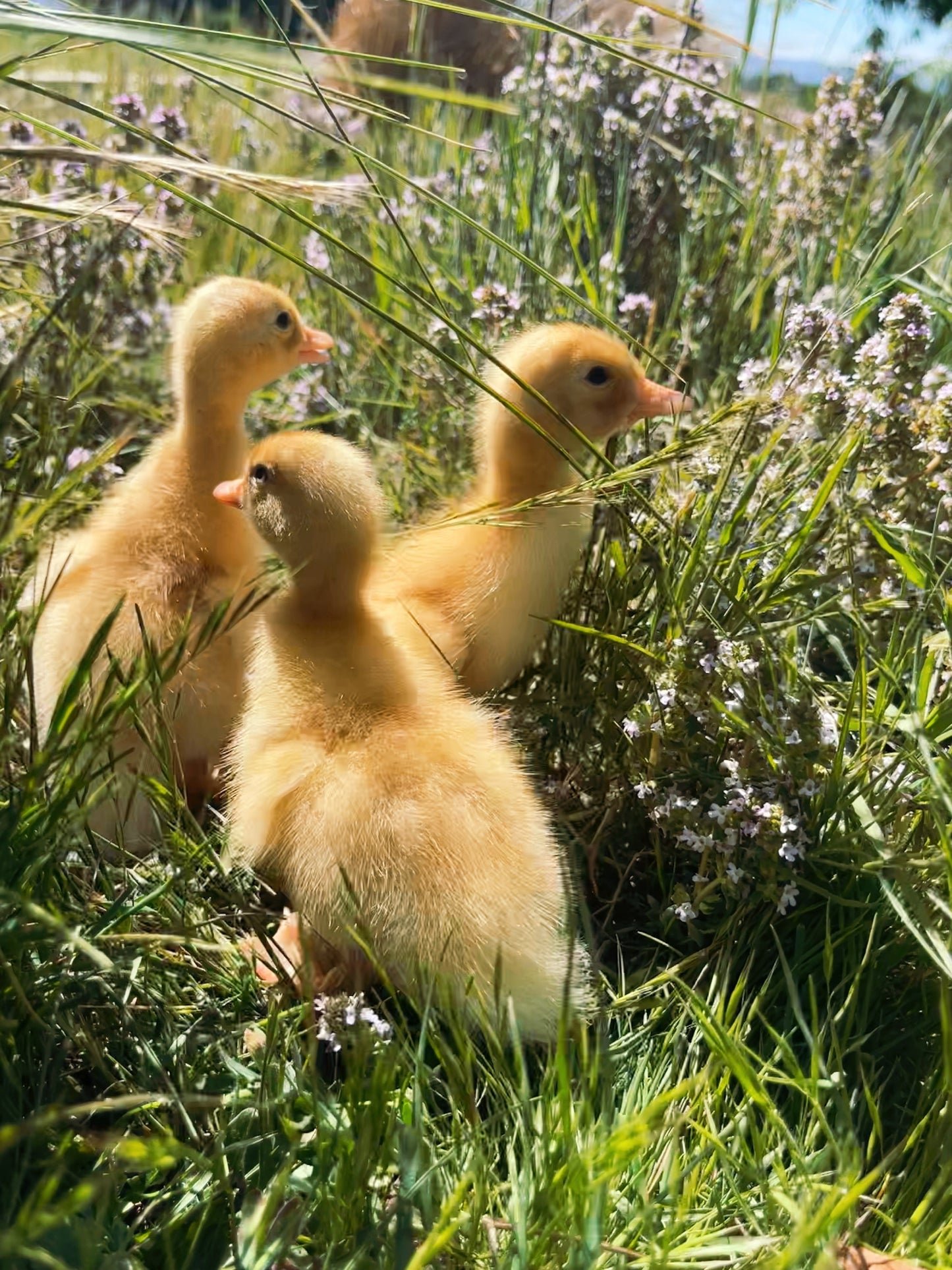 Pekin Duck, Duckling