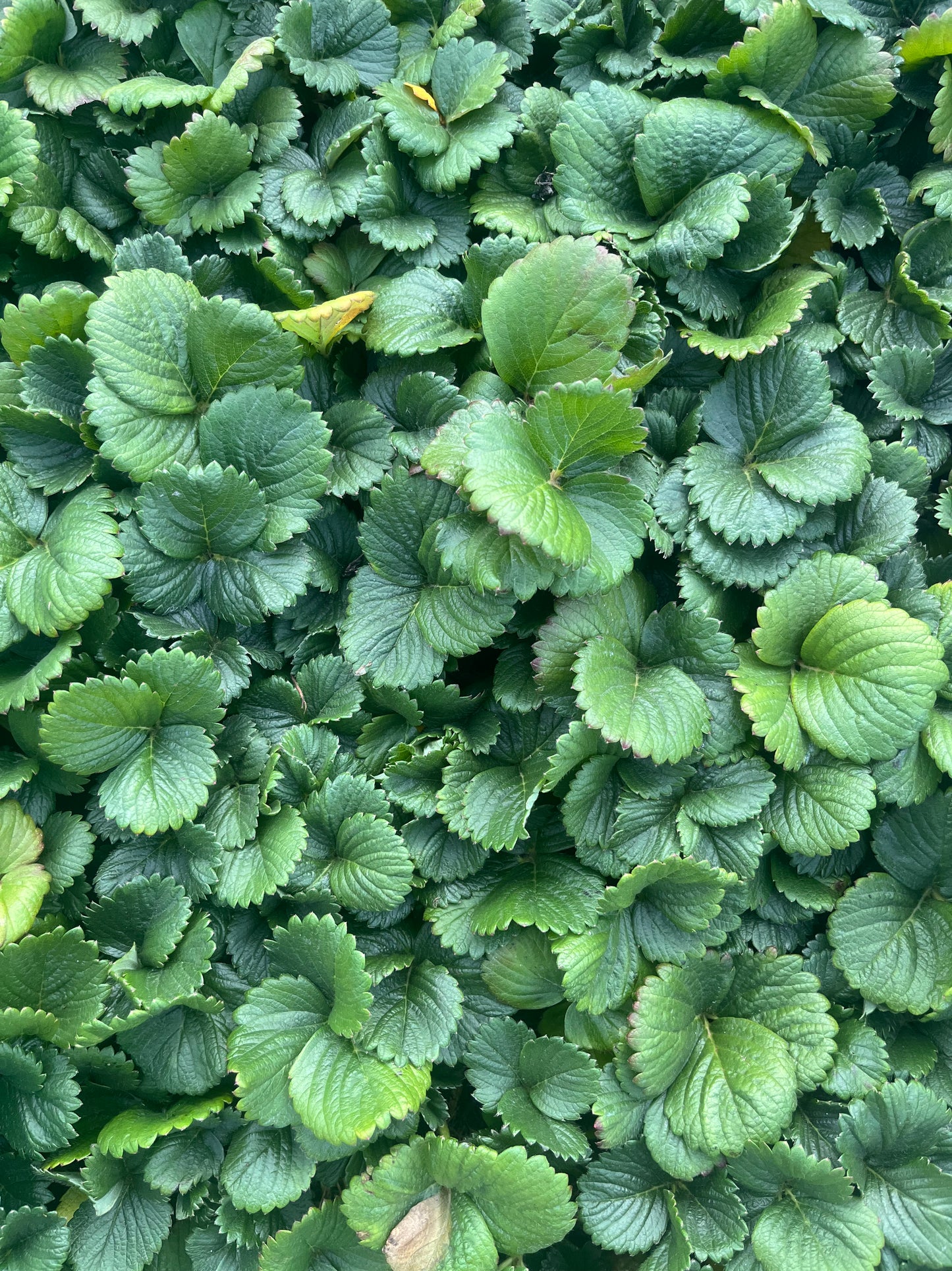 Albion Strawberry Plug Plant, 5th & 6th September