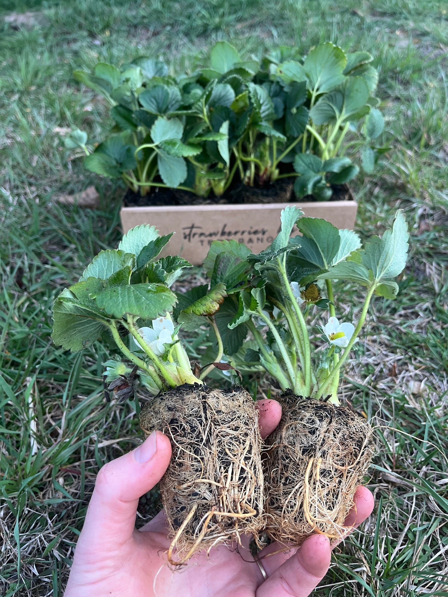 Albion Strawberry Plug Plant, 5th & 6th September