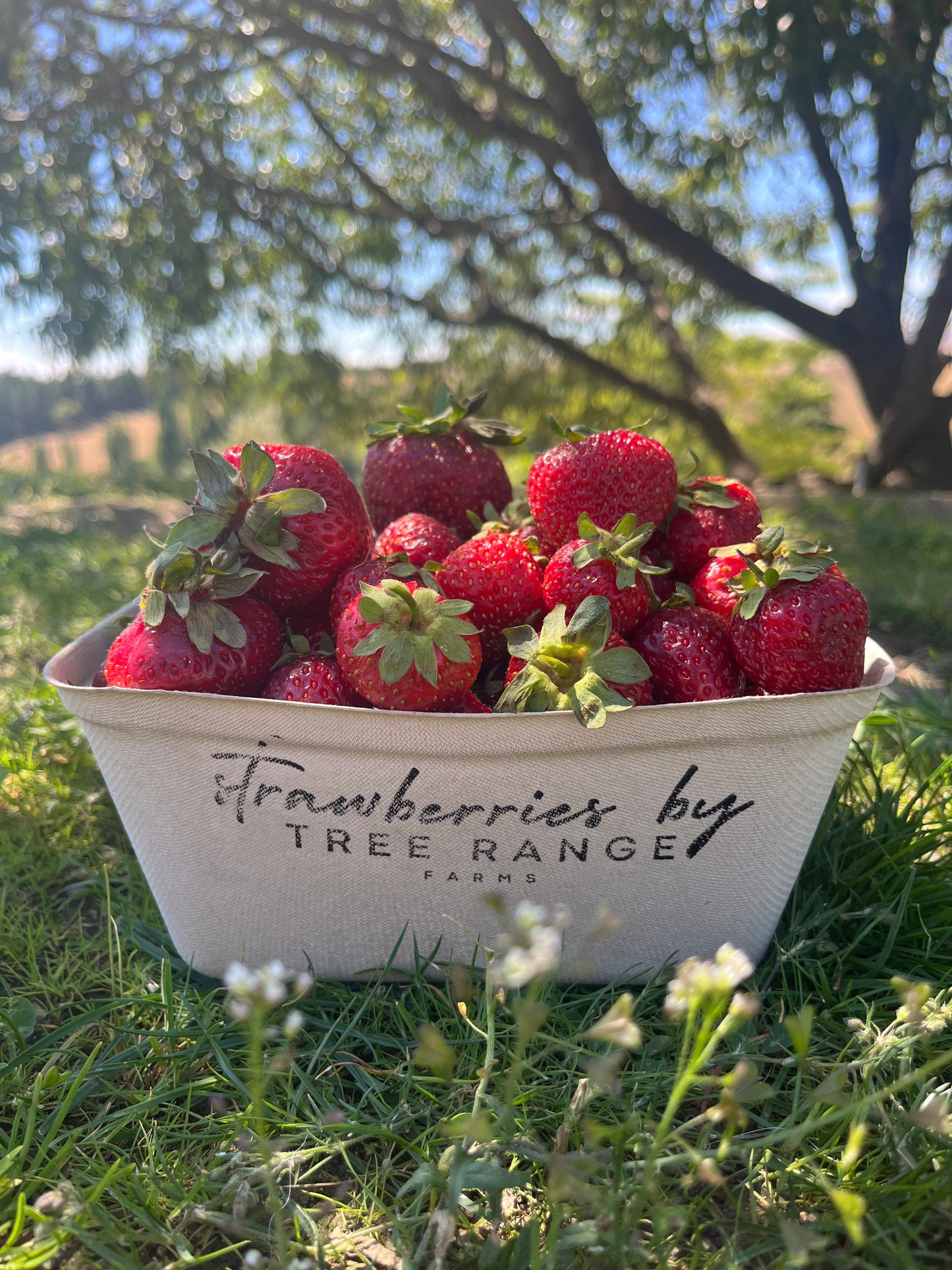 Tree Range Farms Powered Site