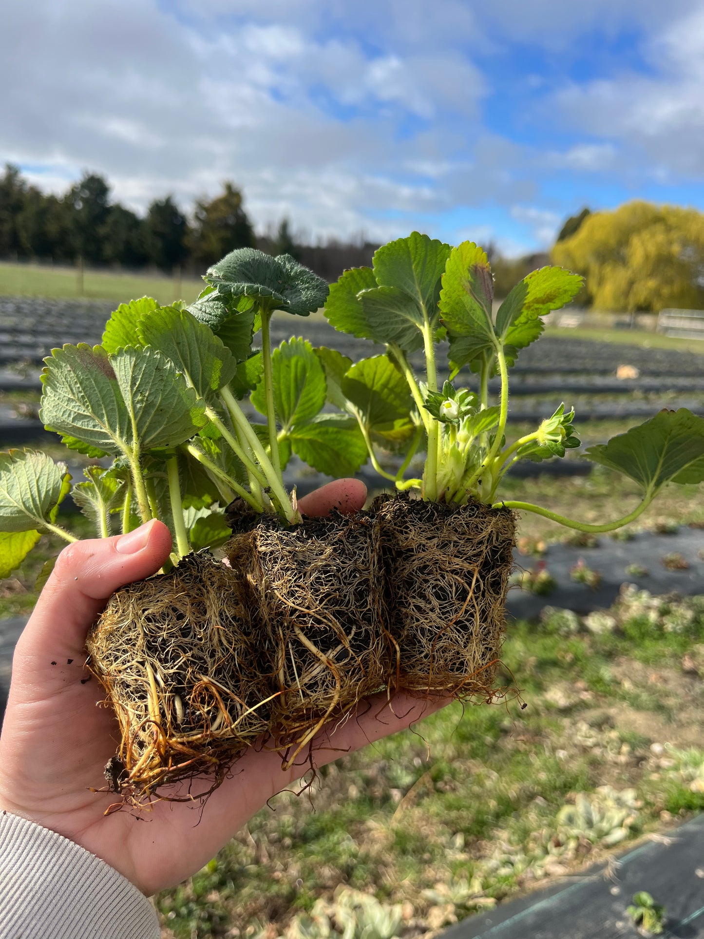 Albion Strawberry Plug Plant, 5th & 6th September