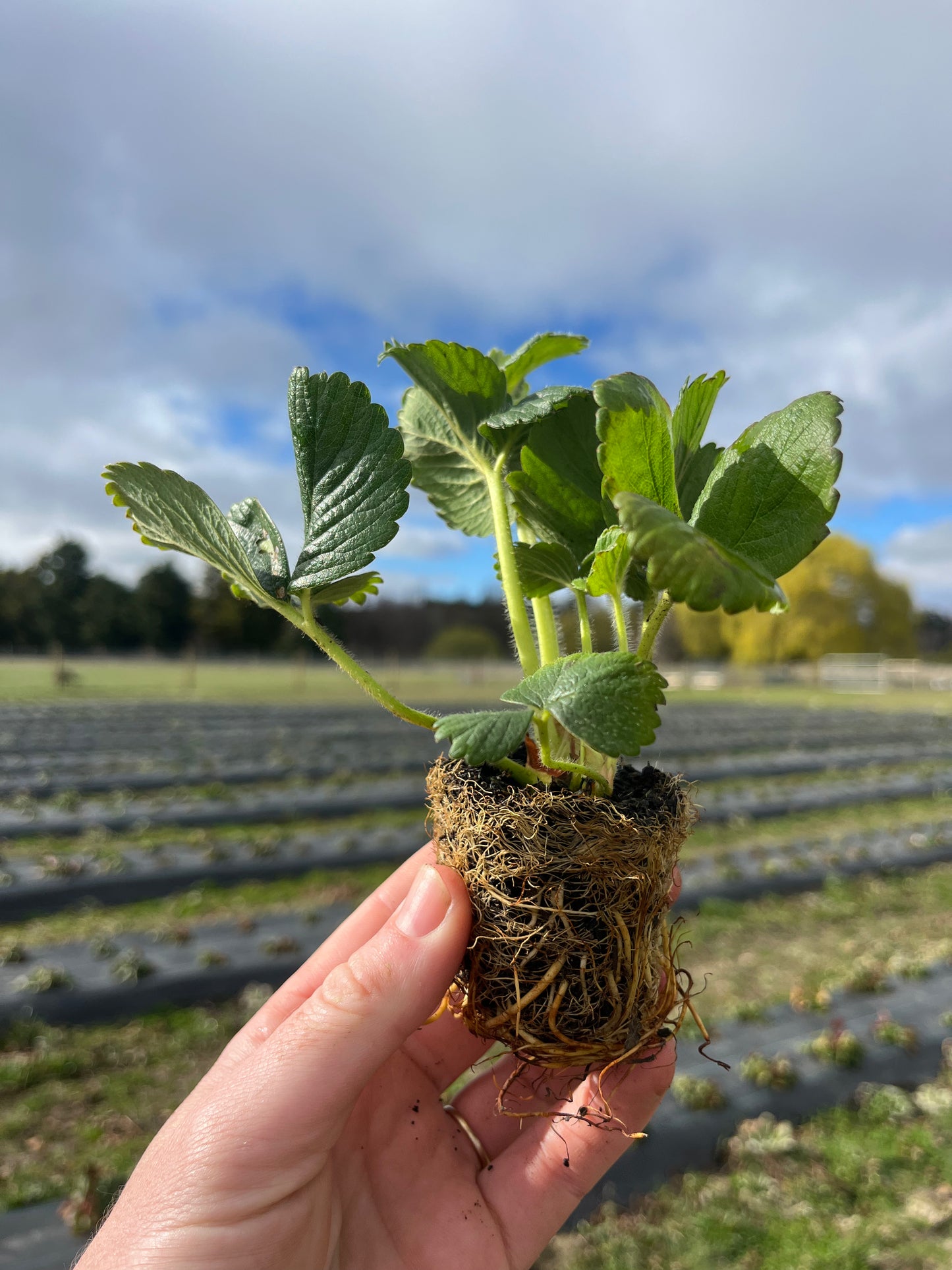 Albion Strawberry Plug Plant, 5th & 6th September