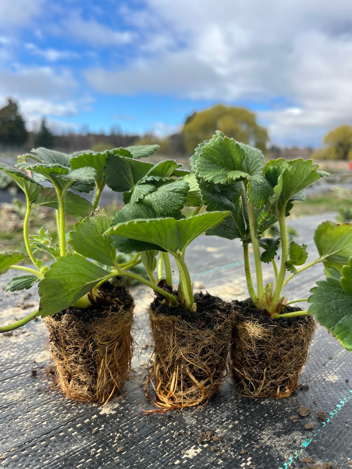 Albion Strawberry Plug Plant, 5th & 6th September