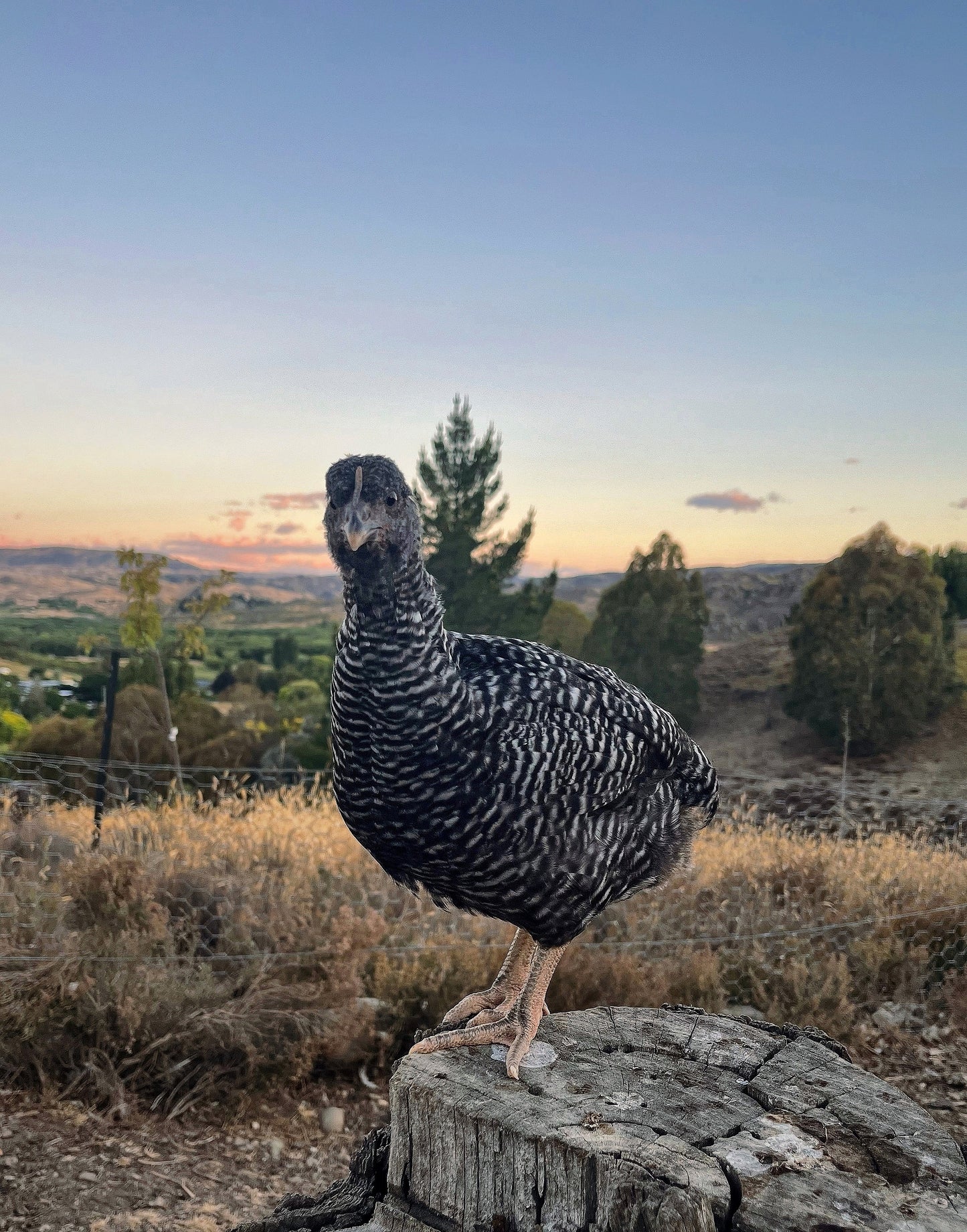 Barred Rock, Point of Lay Pullet