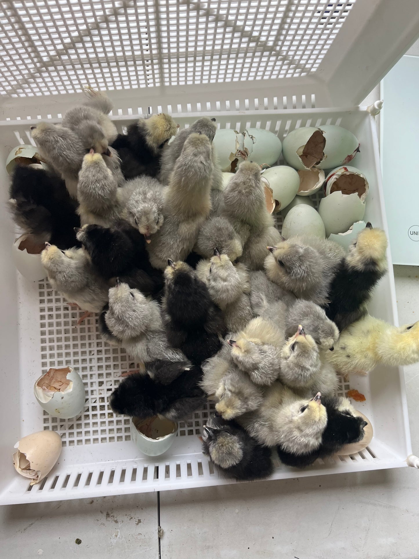 Lavender Araucana, Day Old Chick