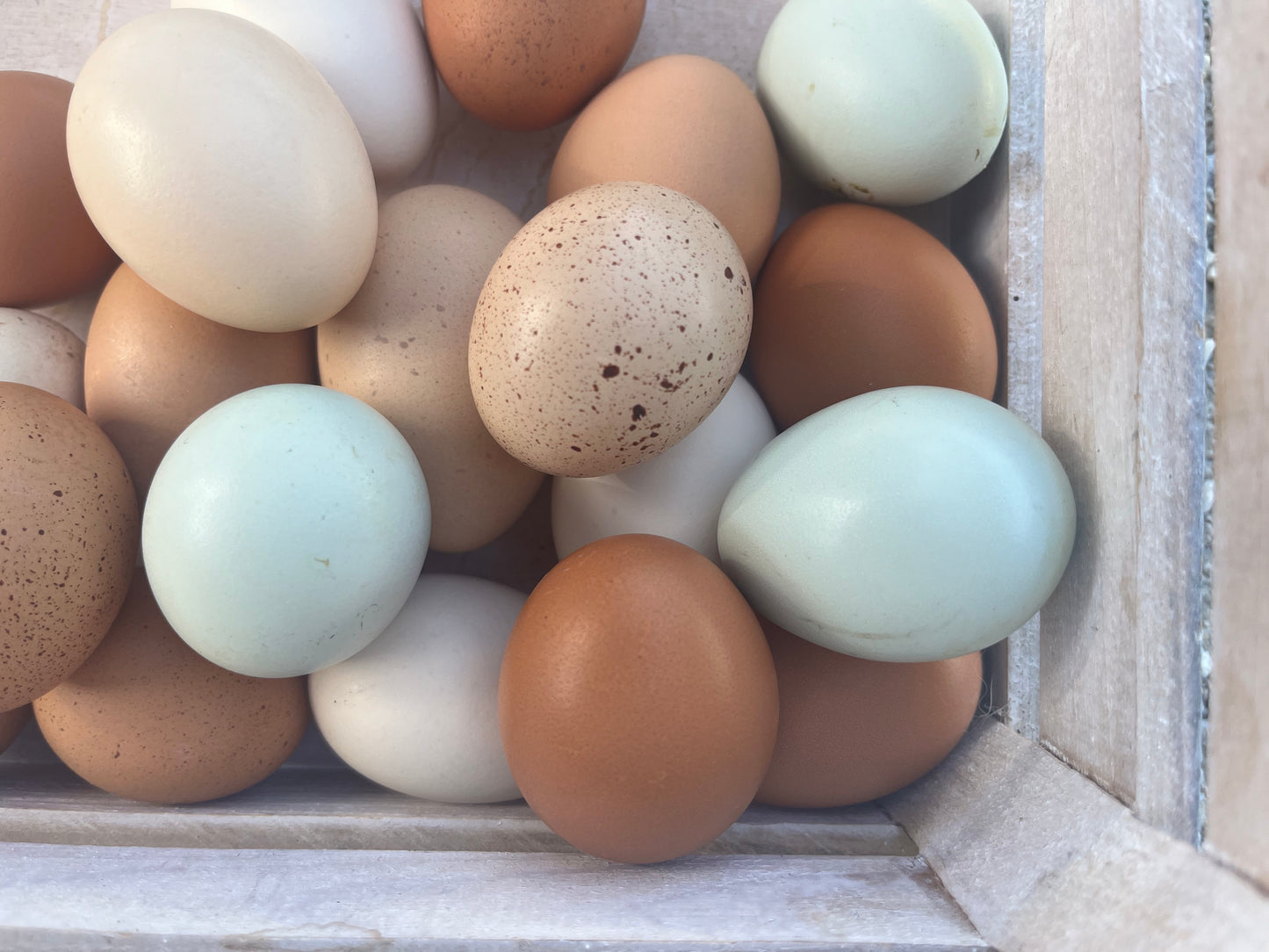 Lavender Araucana, Hatching Egg