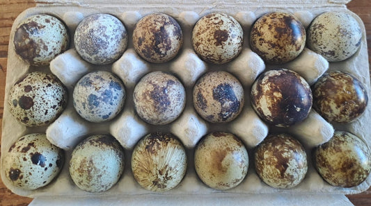 Japanese Quail, Hatching Egg
