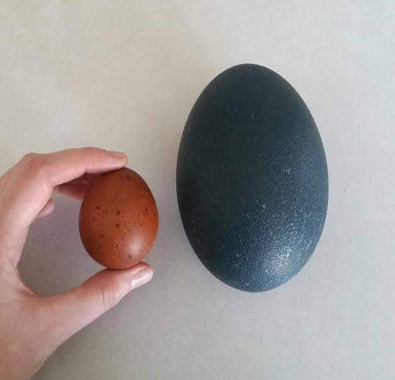 Emu, Hatching Egg