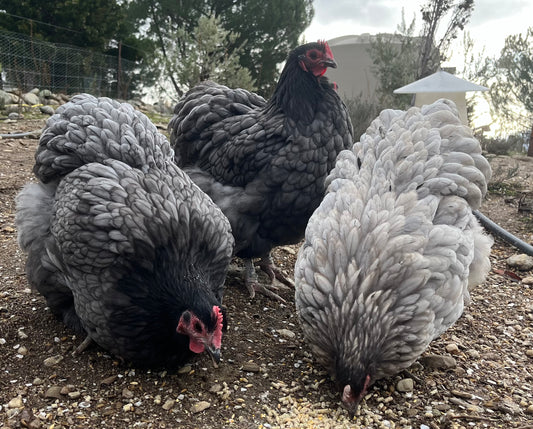 Orpington, Point of Lay Pullet (Blue, Black & Splash)